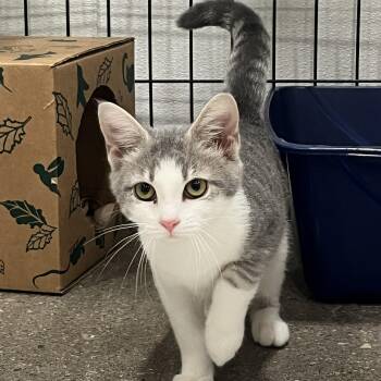 Paige -  Domestic Short Hair Cat for Adoption in Columbus, Ohio - Paige | PetCurious