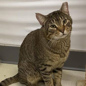 Woonsocket Spirit Cats -  Domestic Short Hair Cat for Adoption in Warwick, Rhode Island - Woonsocket Spirit Cats | PetCurious
