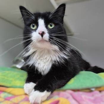 Rescue Domestic Medium Hair Cats for Adoption in Newark, New Jersey - Jasmine | PetCurious