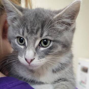 Tabby Cats Available for Adoption in Mazon, Illinois - Turbo | PetCurious