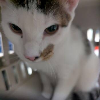 Nibbler -  Domestic Short Hair Cat for Adoption in Lynchburg, Virginia - Nibbler | PetCurious