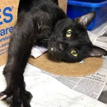 Onyx -  Domestic Short Hair Cat for Adoption - Onyx | PetCurious