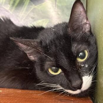 Domestic Short Hair Cats Available for Adoption in Hattiesburg, Mississippi - Mini | PetCurious