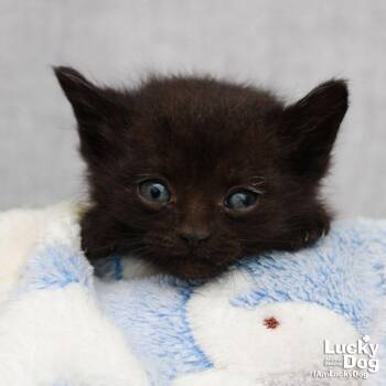 Domestic Short Hair Cats Available for Adoption in Washington, District Of Columbia - Garth | PetCurious