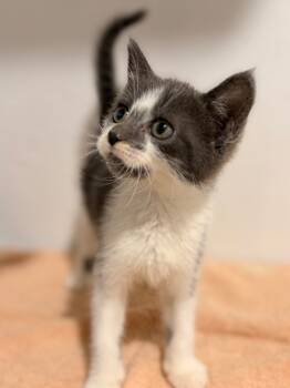 Rescue Domestic Short Hair Cats for Adoption in Labelle, Florida - Ligi | PetCurious