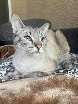 Rescue Siamese Cats for Adoption in Goodyear, Arizona - Link | PetCurious