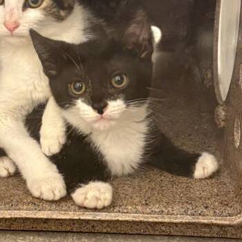 Millner -  Domestic Short Hair Cat for Adoption in Philadelphia, Pennsylvania - Millner | PetCurious