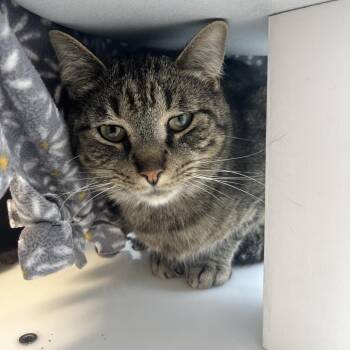 Domestic Short Hair Cats Available for Adoption in Fort Wayne, Indiana - CHANCE | PetCurious