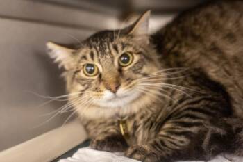 Domestic Long Hair and Tabby Cats Available for Adoption in Mountain Home, Arkansas - Nicholas | PetCurious