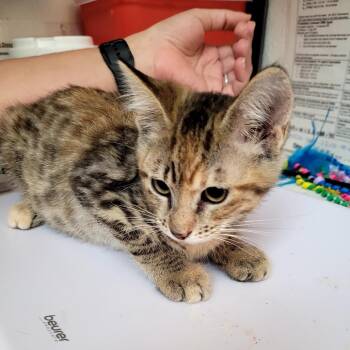 Tabbitha -  Domestic Short Hair Cat for Adoption in Belfair, Washington - Tabbitha | PetCurious