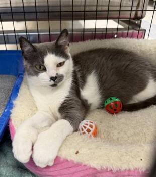 Honey -  Domestic Short Hair Cat for Adoption in Webster, Massachusetts - Honey | PetCurious