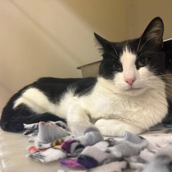 Davey -  Domestic Short Hair Cat for Adoption in Madison, Wisconsin - Davey | PetCurious