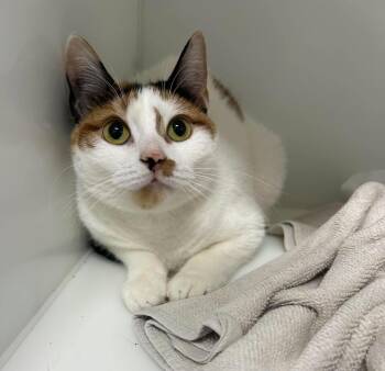 Vitale -  Domestic Short Hair Cat for Adoption in Delson, Quebec - Vitale | PetCurious
