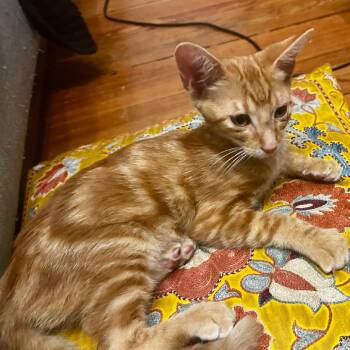 Carrot -  Domestic Short Hair Cat for Adoption in San Antonio, Texas - Carrot | PetCurious