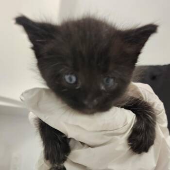 Truffles -  Domestic Short Hair Cat for Adoption in Middletown, New York - Truffles | PetCurious