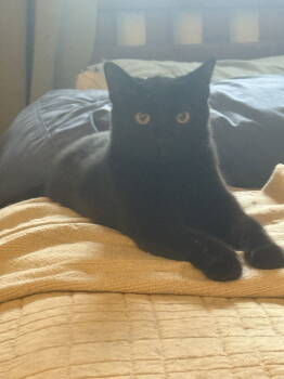 Rescue Domestic Short Hair Cats for Adoption in Irving, Texas - Midnight | PetCurious