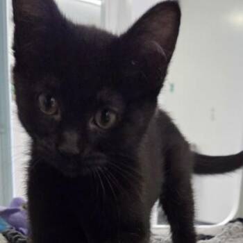 Bella -  Domestic Short Hair Cat Available for Adoption in Voorhees Township, New Jersey - Bella | PetCurious