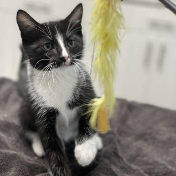 Bear -  Domestic Short Hair Cat for Adoption in Riverside, California - Bear | PetCurious