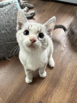 Birdie DM -  Siamese Cat for Adoption in Napa, California - Birdie DM | PetCurious