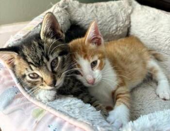 Pumbaa -  Domestic Short Hair Cat for Adoption in Kansas City, Missouri - Pumbaa | PetCurious