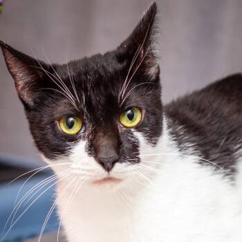 Domestic Short Hair Cats Available for Adoption - Barlow | PetCurious