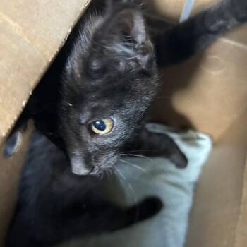 ATLANTIC -  Domestic Short Hair Cat for Adoption in Greensboro, North Carolina - ATLANTIC | PetCurious