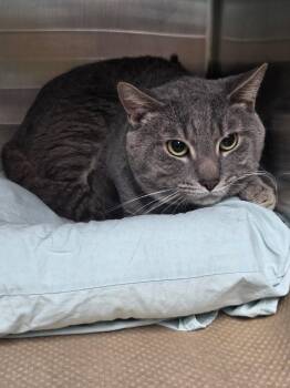 Haze (TAS) -  Domestic Short Hair Cat for Adoption in Trenton, New Jersey - Haze (TAS) | PetCurious