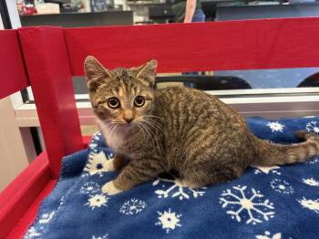 Rescue Domestic Short Hair Cats for Adoption in Columbus, Indiana - Loocia | PetCurious