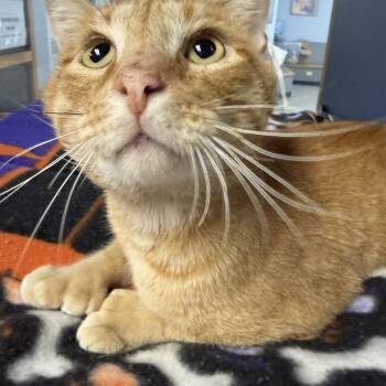 Oswald -  Domestic Short Hair Cat for Adoption in Yonkers, New York - Oswald | PetCurious