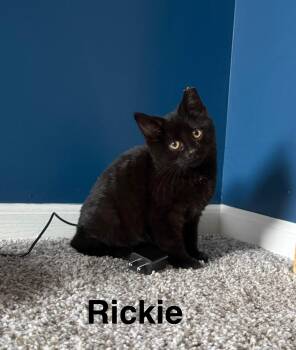 Rescue American Shorthair Cats for Adoption in Massillon, Ohio - Rickie | PetCurious