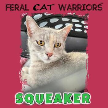 Squeaker/K26010 -  Domestic Short Hair Cat for Adoption in Squamish, British Columbia - Squeaker/K26010 | PetCurious
