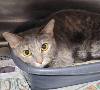 Domestic Short Hair Cats Available for Adoption in Hopkinsville, Kentucky - Sky | PetCurious