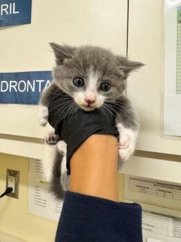 Domestic Short Hair Cats Available for Adoption in Fremont, California - JIBBER JABBER | PetCurious
