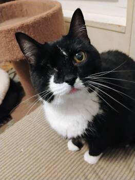 Domestic Short Hair Cats Available for Adoption - Cookie | PetCurious