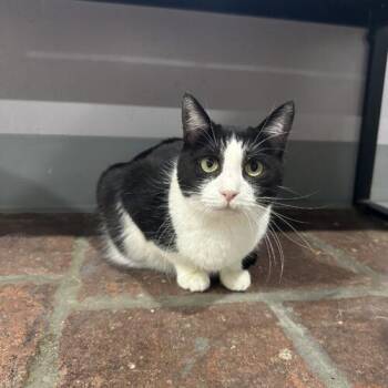Frankie -  Domestic Short Hair Cat for Adoption in Tipp City, Ohio - Frankie | PetCurious