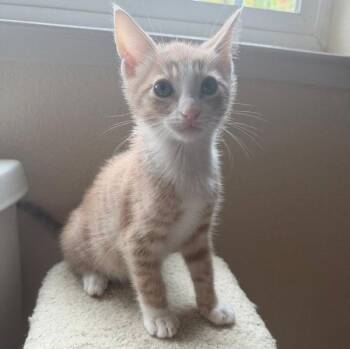Tucson -  Tabby and Domestic Short Hair Cat for Adoption in San Jose, California - Tucson | PetCurious