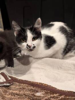 Domino -  Domestic Short Hair Cat for Adoption in Syracuse, Indiana - Domino | PetCurious