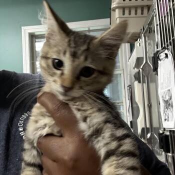 Salami -  Domestic Medium Hair Cat for Adoption in Starkville, Mississippi - Salami | PetCurious