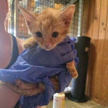 Luke Brian -  Domestic Short Hair Cat for Adoption in Tylertown, Mississippi - Luke Brian | PetCurious