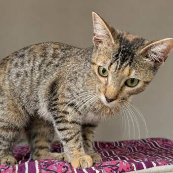 China -  Domestic Short Hair Cat for Adoption in Austin, Texas - China | PetCurious