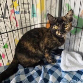Throne - Chino Hills Location -  Domestic Short Hair Cat for Adoption in Chino Hills, California - Throne - Chino Hills Location | PetCurious