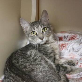 Rescue American Shorthair Cats for Adoption in South Elgin, Illinois - Fern | PetCurious