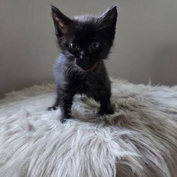 Stella -  Domestic Short Hair Cat for Adoption in Buffalo, New York - Stella | PetCurious
