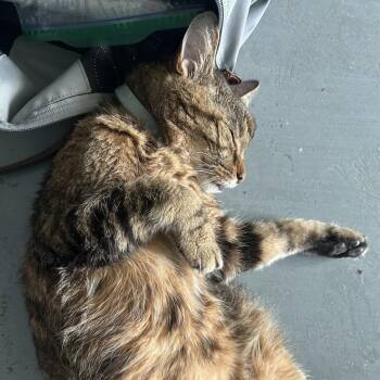 Oscar -  Domestic Short Hair Cat for Adoption in Sarasota, Florida - Oscar | PetCurious