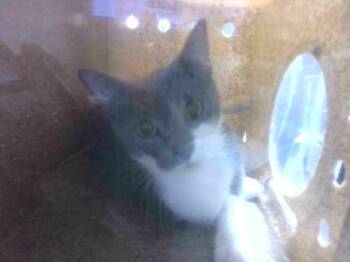 SWEETPEA -  Domestic Short Hair Cat for Adoption in Tallahassee, Florida - SWEETPEA | PetCurious