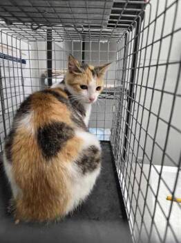 Mutha -  Domestic Short Hair Cat for Adoption in Sevierville, Tennessee - Mutha | PetCurious
