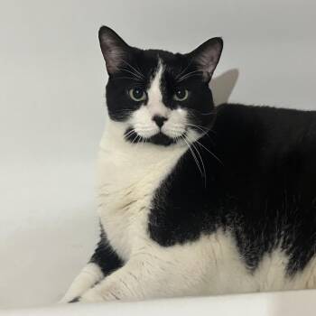 Taz -  Domestic Short Hair and Mixed Breed Cat for Adoption in Philadelphia, Pennsylvania - Taz | PetCurious