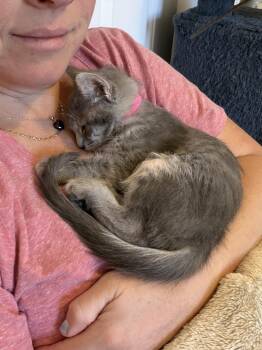 Nobara -  Tabby Cat for Adoption in Cottonwood Heights, Utah - Nobara | PetCurious