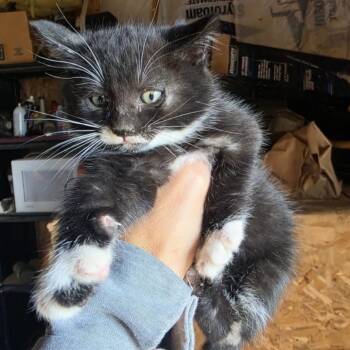 Abby -  Domestic Medium Hair Cat for Adoption in Moses Lake, Washington - Abby | PetCurious