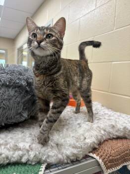 Ghost Pepper -  Domestic Short Hair Cat for Adoption in Kalamazoo, Michigan - Ghost Pepper | PetCurious